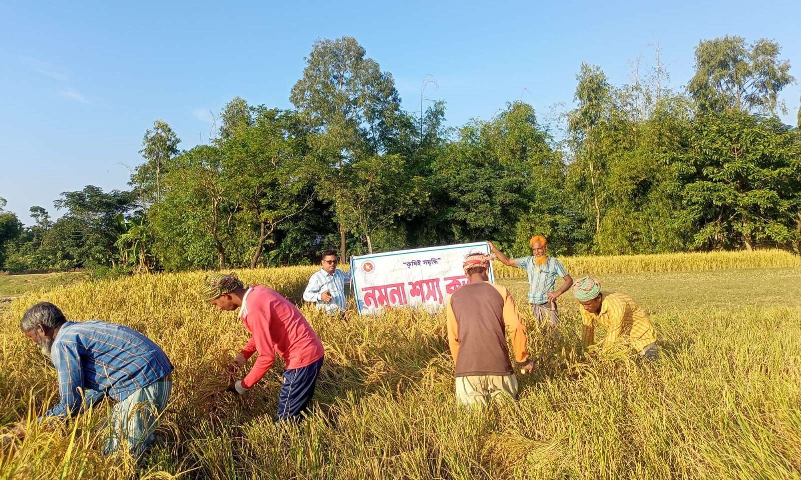 সুনামগঞ্জে আমন ধানের বাম্পার ফলনে বোরো চাষে আগ্রহ বেড়েছে কৃষকের