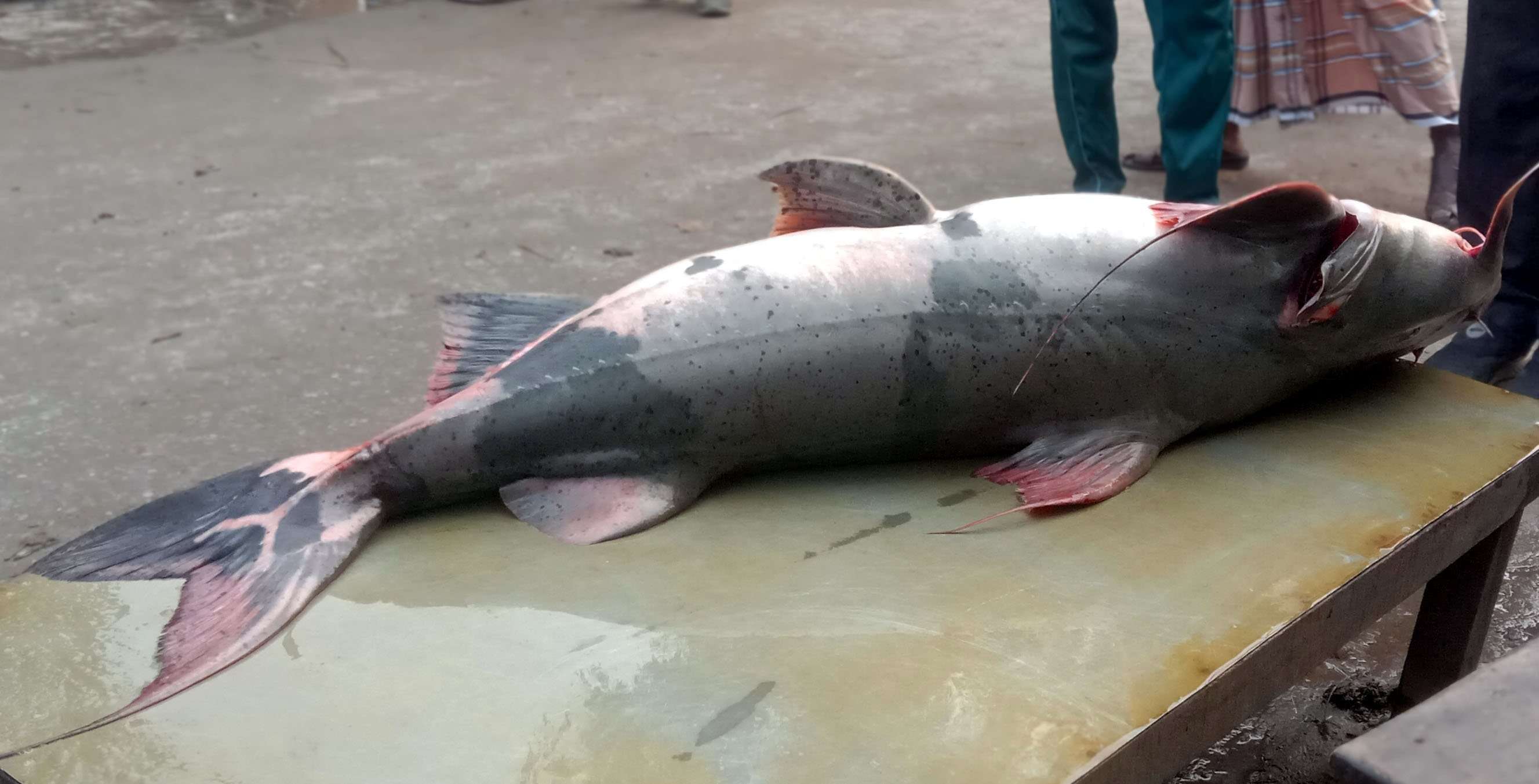 টাঙ্গাইলের ভূঞাপুরে যমুনায় ধরা পড়লো ৩৮ কেজির বাঘাইড়