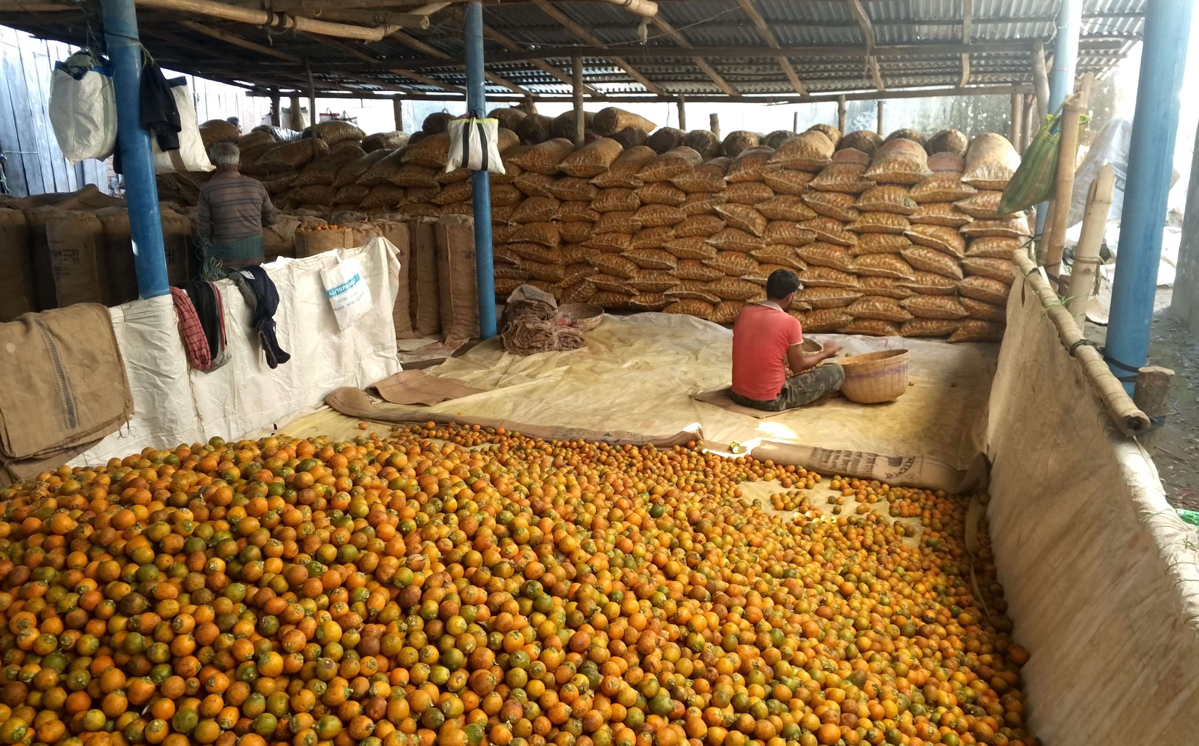 কচুয়ায় পানির নিচে সুপারির ব্যবসা